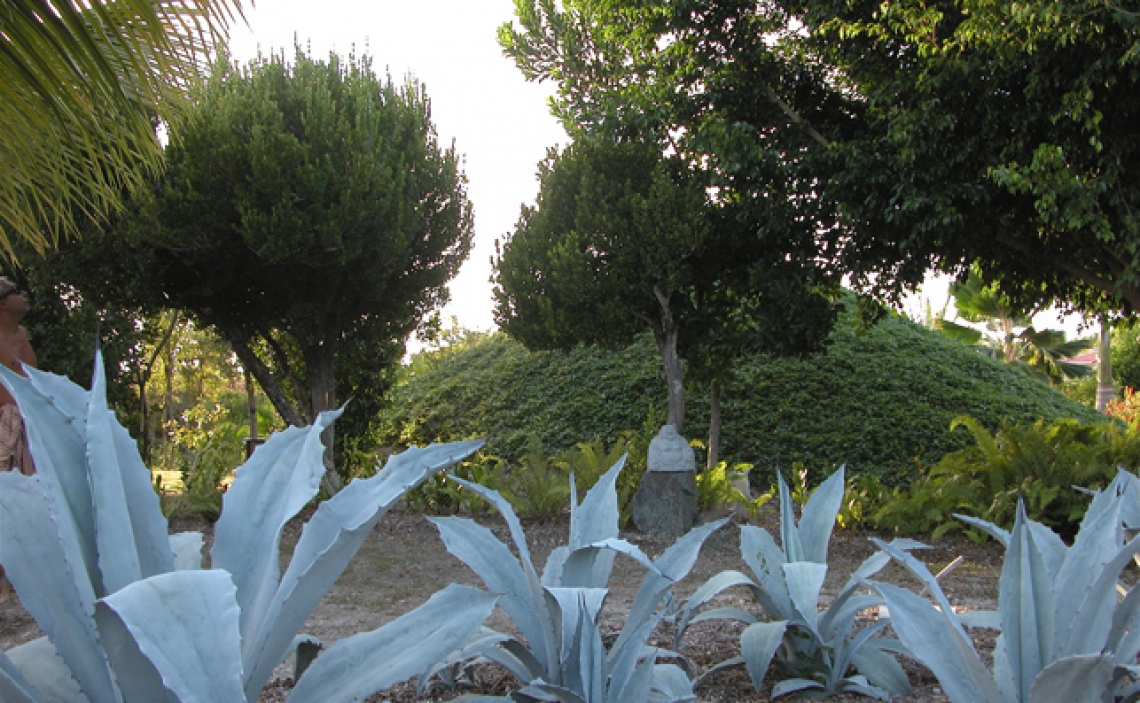 Agaves_bleues