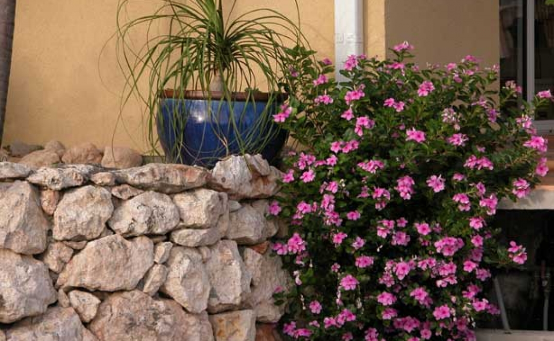 crotons