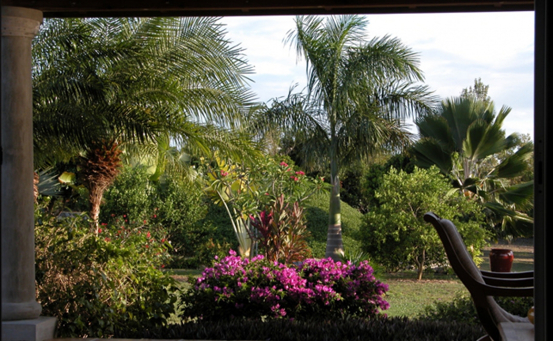 Bougainvillier-Formosa